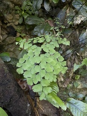 Adiantum tenerum
