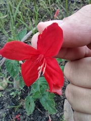 Ruellia elegans