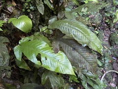 Hypoderris brownii image