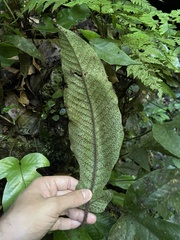 Hypoderris brownii image