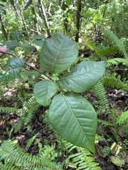Coccoloba pyrifolia