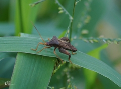 Acanthocephala bicoloripes