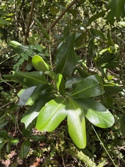 Myrsine cubana