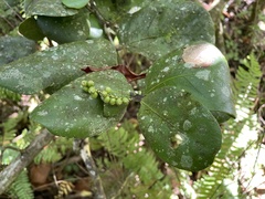 Coccoloba costata