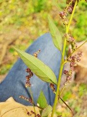 Lipandra polysperma