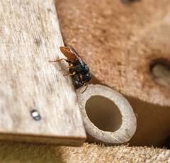 Arpactophilus