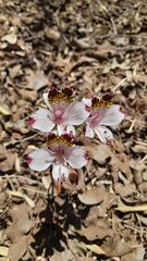 Alstroemeria pulchra
