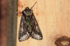 Allophyes oxyacanthae