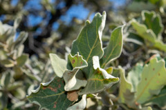Quercus chihuahuensis