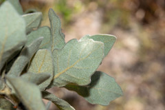 Quercus chihuahuensis