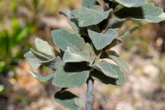 Quercus chihuahuensis