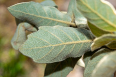 Quercus chihuahuensis