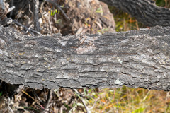 Quercus chihuahuensis