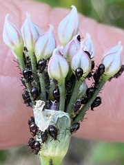 Neotoxoptera formosana