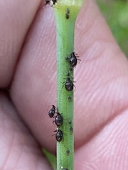 Neotoxoptera formosana