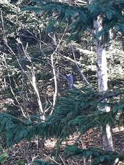 Perisoreus canadensis image