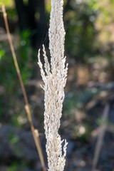 Muhlenbergia pubescens