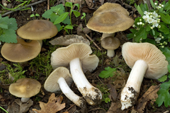 Entoloma clypeatum