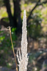 Muhlenbergia pubescens