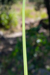 Muhlenbergia pubescens