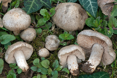 Entoloma saundersii