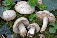 Entoloma saundersii