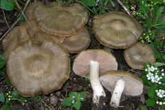 Entoloma clypeatum