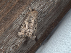 Spodoptera umbraculata