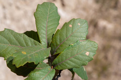Quercus convallata