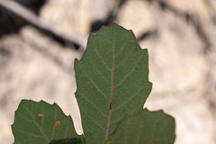 Quercus convallata