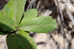Quercus convallata