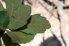 Quercus convallata