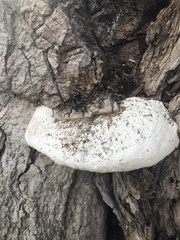 Rigidoporus ulmarius