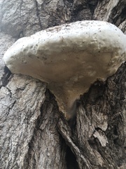 Rigidoporus ulmarius
