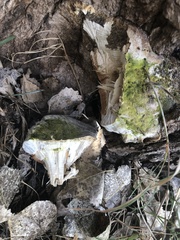 Rigidoporus ulmarius