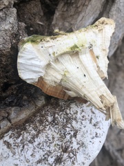 Rigidoporus ulmarius