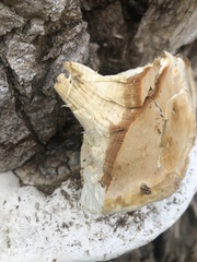 Rigidoporus ulmarius