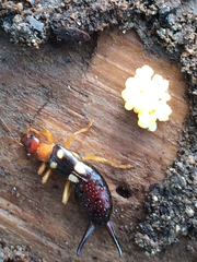 Forficula smyrnensis