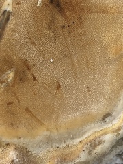 Rigidoporus ulmarius