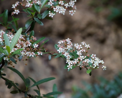 Pyracantha crenulata
