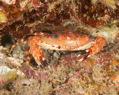 Goniosupradens hawaiensis