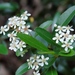 Himalayan Firethorn - Photo (c) Tony Rebelo, some rights reserved (CC BY-SA), uploaded by Tony Rebelo