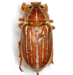 Polyphylla monahansensis