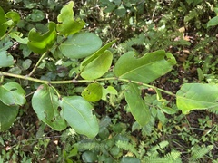 Coccoloba costata