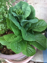 Lactuca sativa longifolia