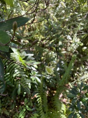 Gesneria pedunculosa