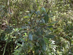 Gesneria pedunculosa