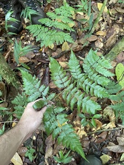 Polystichopsis chaerophylloides