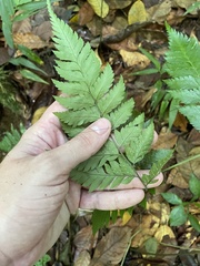 Polystichopsis chaerophylloides