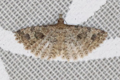 Alucita hexadactyla